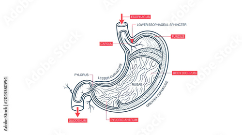 Foto Human Stomach Anatomy Diagram - Medical Illustration