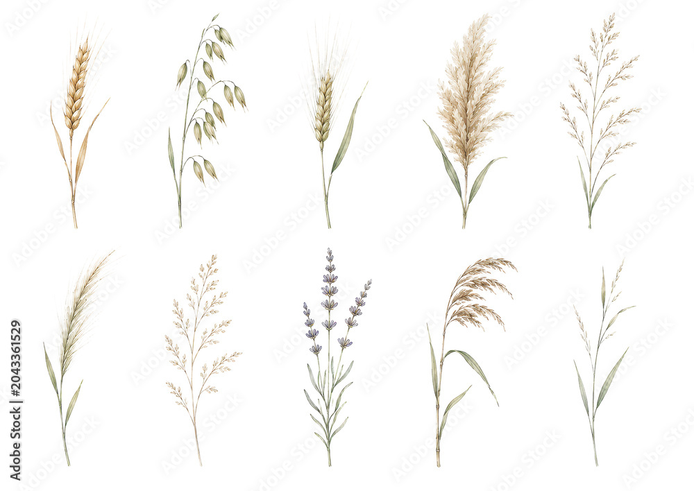 Obraz premium Watercolor collection of wild grass and cereal plant stems