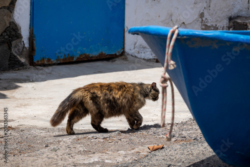 Stray Cat on the Street in El Pajar Gran Canaria Spain