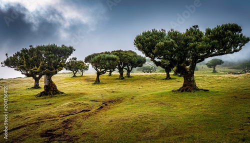 Fanal Laurel Forest In Madeira With Majestic Ancient Trees