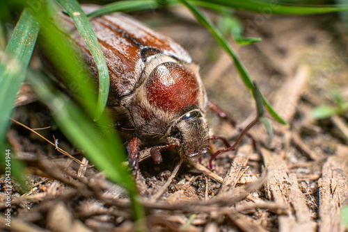 Foto Cockchafer May bug on dry ground among grass macro