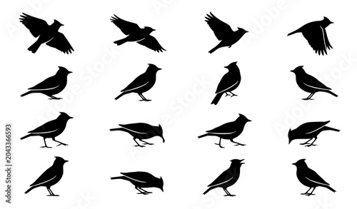 Canvas Print Lark bird silhouette collection with flying and perched songbird vector graphics
