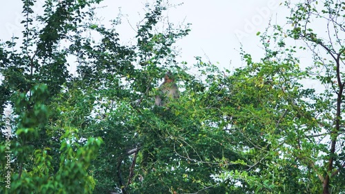 Its like Tonkin leaf monkey (Trachypithecus francoisi) Old World monkey with a sharp crest, herbivores and fruit-eaters. Thailand