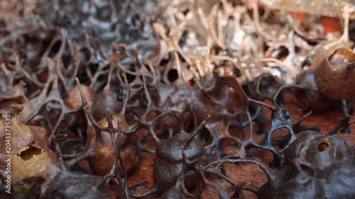 Hive of Heterotrigona itama, stingless bees. It features a highly organized, complex architecture engineered entirely in absolute darkness.