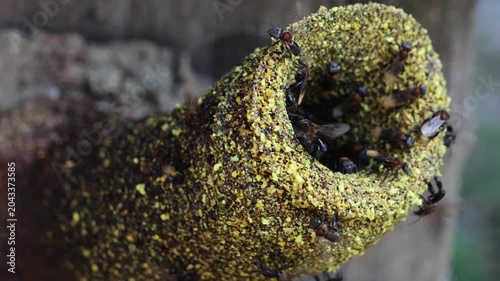 Thoracica Stingless bee hive entrances. It is highly specialized structures made of cerumen (a mixture of beeswax and plant resins