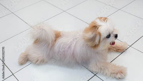 Bild auf Leinwand Cute shih tzu dog lying on white tiled floor at home, happy fluffy maltipoo pupp