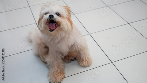 Cuadro en lienzo Cute shih tzu dog lying on white tiled floor at home, happy fluffy maltipoo pupp