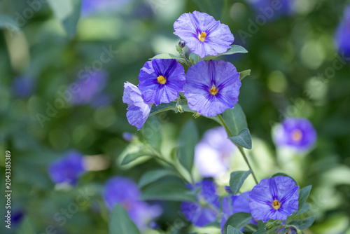 Gros plan sur les fleurs d'un arbre à gentiane