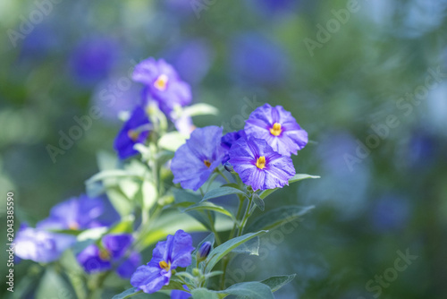 Gros plan sur les fleurs d'un arbre à gentiane