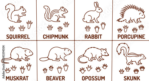 Fotografía Collection of woodland animal illustrations squirrel chipmunk rabbit porcupine muskrat beaver opossum skunk