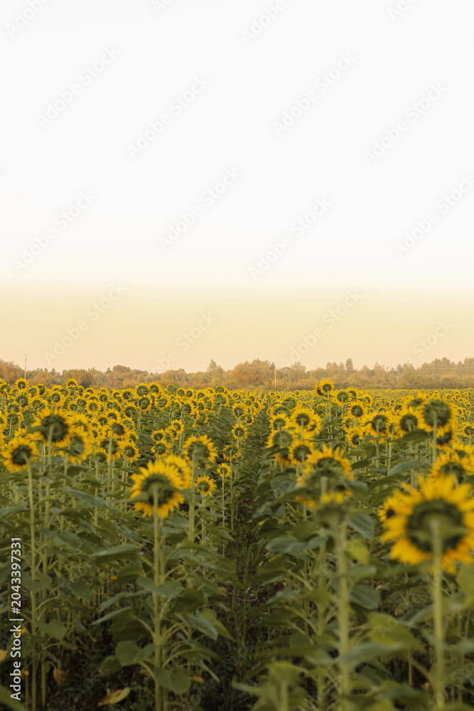 Obraz premium sunflower field in summer