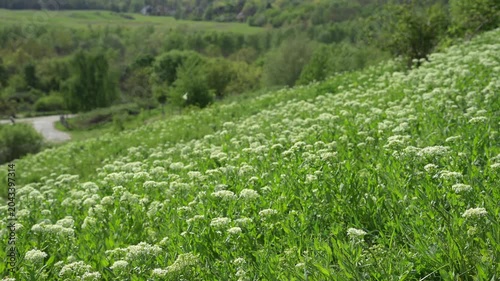 Real-time 8s bottom view of a blooming spring lawn with white flowers and moths in the wind. Calming nature video for relaxation and wellness.