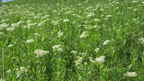 Commercial real-time video of a wild spring meadow from a low perspective. Static 8s shot with white flowers and insects for relaxation background.