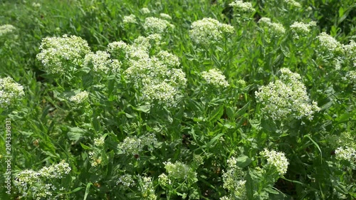 High-quality 8-second static video of a white flower field from below. Calming real-time nature footage with moths for meditation and stress relief.