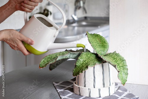 Sansevieria Kirkii Coppertone houseplant in a modern ceramic pot on a kitchen table.