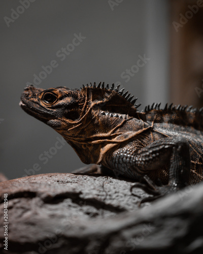 Schilderij op canvas Detailed side profile of a Sailfin Lizard basking on a rock with a clean grey background