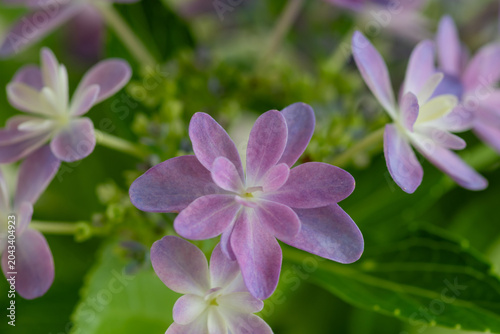 紫色の紫陽花のクローズアップ
