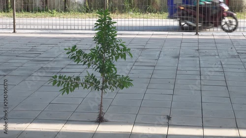 The power of tropical forest life, A force of nature. A young tree broke through the concrete pavement