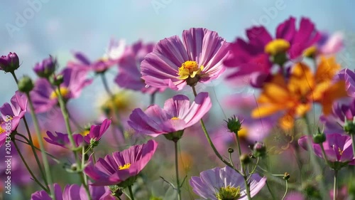 Colors of flowers bloom in a vibrant field under the clear sky in spring