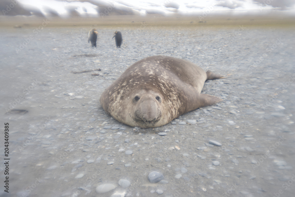 Naklejka premium Elephant Seal on South Georgia Island
