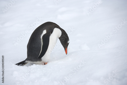 Tableau sur toile Gentoo Penguin on South Georgia Island
