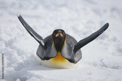 Foto King Penguin on South Georgia Island