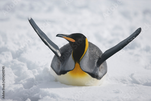 Bild auf Leinwand King Penguin on South Georgia Island