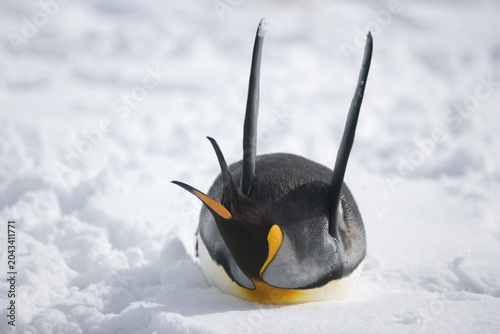 Photography King Penguin on South Georgia Island
