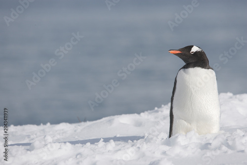Bilde på lerret Gentoo Penguin on South Georgia Island