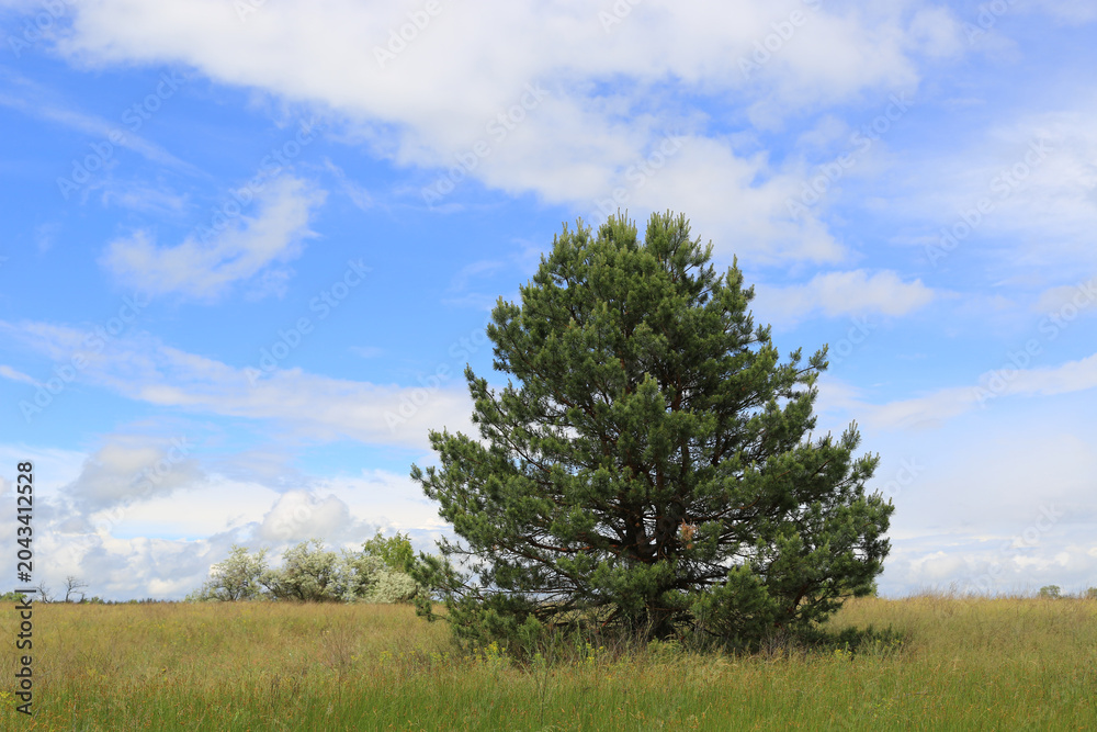Obraz premium Solitary pine tree stands tall in a grassy meadow under a vast blue sky