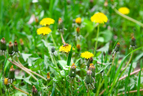 Dandelions bloom and a bee collects pollen in a field during daytime