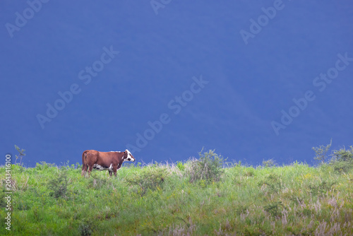 hereford cow