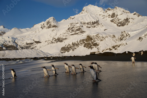 Fotografie Gentoo Penguins on the beach of South Georgia Island