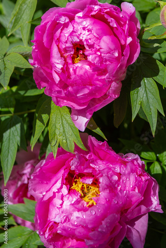Red peony close-up. Photos for the design of notebooks, albums, wallpapers