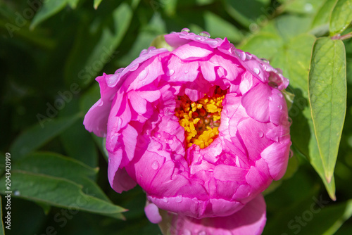 Red peony close-up. Photos for the design of notebooks, albums, wallpapers