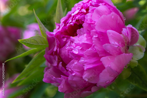 Red peony close-up. Photos for the design of notebooks, albums, wallpapers
