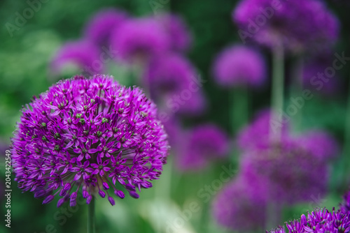 Obraz na płótnie Purple allium flowers with spherical blooms are standing tall amidst green folia