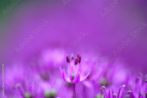 Vászonkép Purple allium flower with delicate petals and stamens standing out against a dre