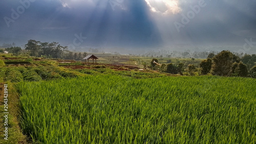 Fotografía The sun's rays penetrate the clouds, greening the fertile rice fields
