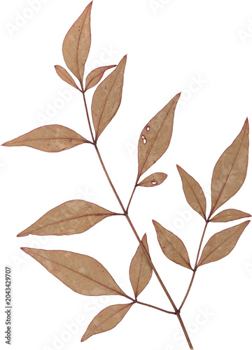 Brown Vintage Dry Twig With Leaves