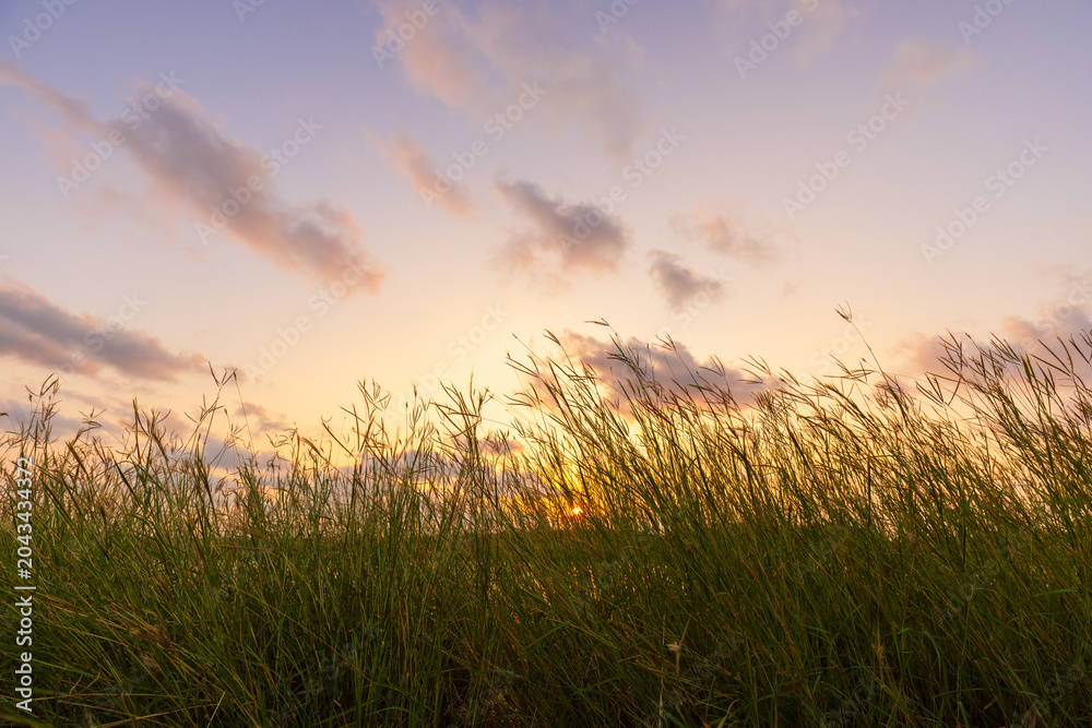 Fototapeta premium Golden Meadow at Sunset,The sun sets behind a tranquil field of tall wild grass, creating a beautiful golden glow against a soft, pastel-colored sky.