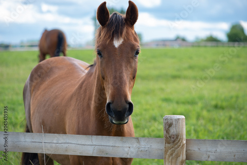 Obraz na płótnie Curious bay horse standing behind a wooden fence in a green pasture
