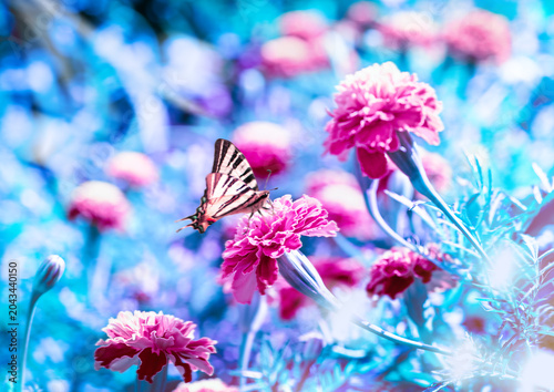 Beauty butterfly sitting on the marigold flowers in sunlight