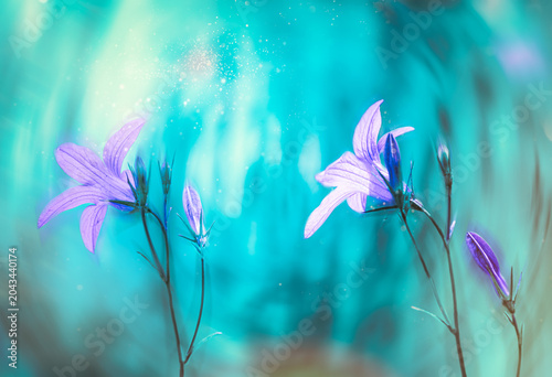 Beautiful purple flowers on natural turquoise background in sunlight . Artistic image
