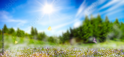 Nature background with blossoming blue flowers in spring forest