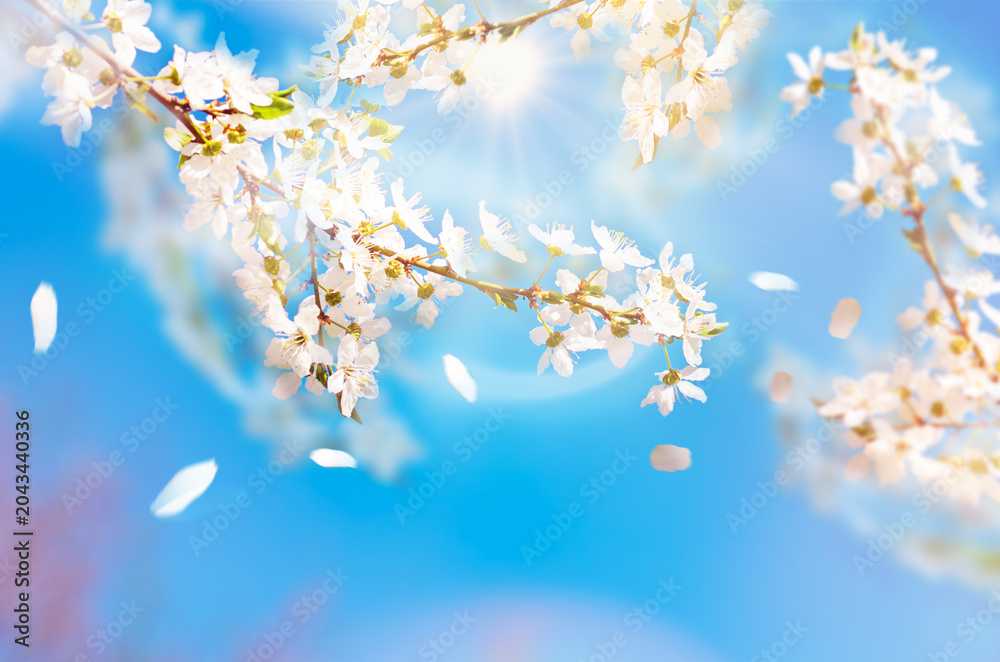 Fototapeta premium Blossoming hawthorn with flying petals over blue sky background in sunlight . Spring natural background .Concept.
