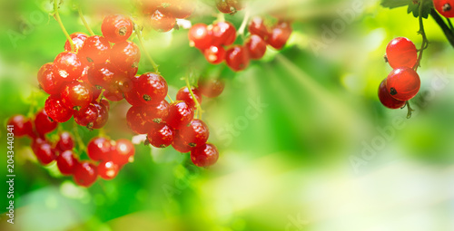 Juicy ripe berries of red curant on a branch in nature outdoors close up macro. Beauty natural background . Art .