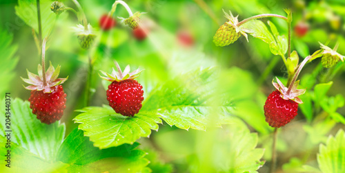 Branch ripe red wild strawberry in sunlight . Blurred natural background