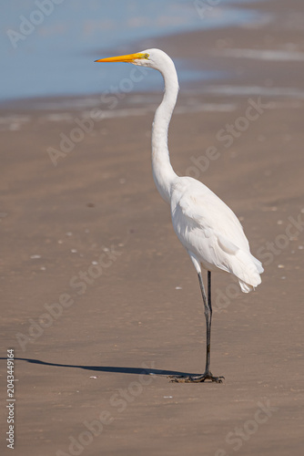 Foto Garça-branca-grande (Ardea alba)