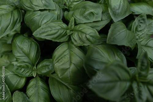dark green basil leaves background. Full frame texture of fresh aromatic basil foliage, food ingredient concept